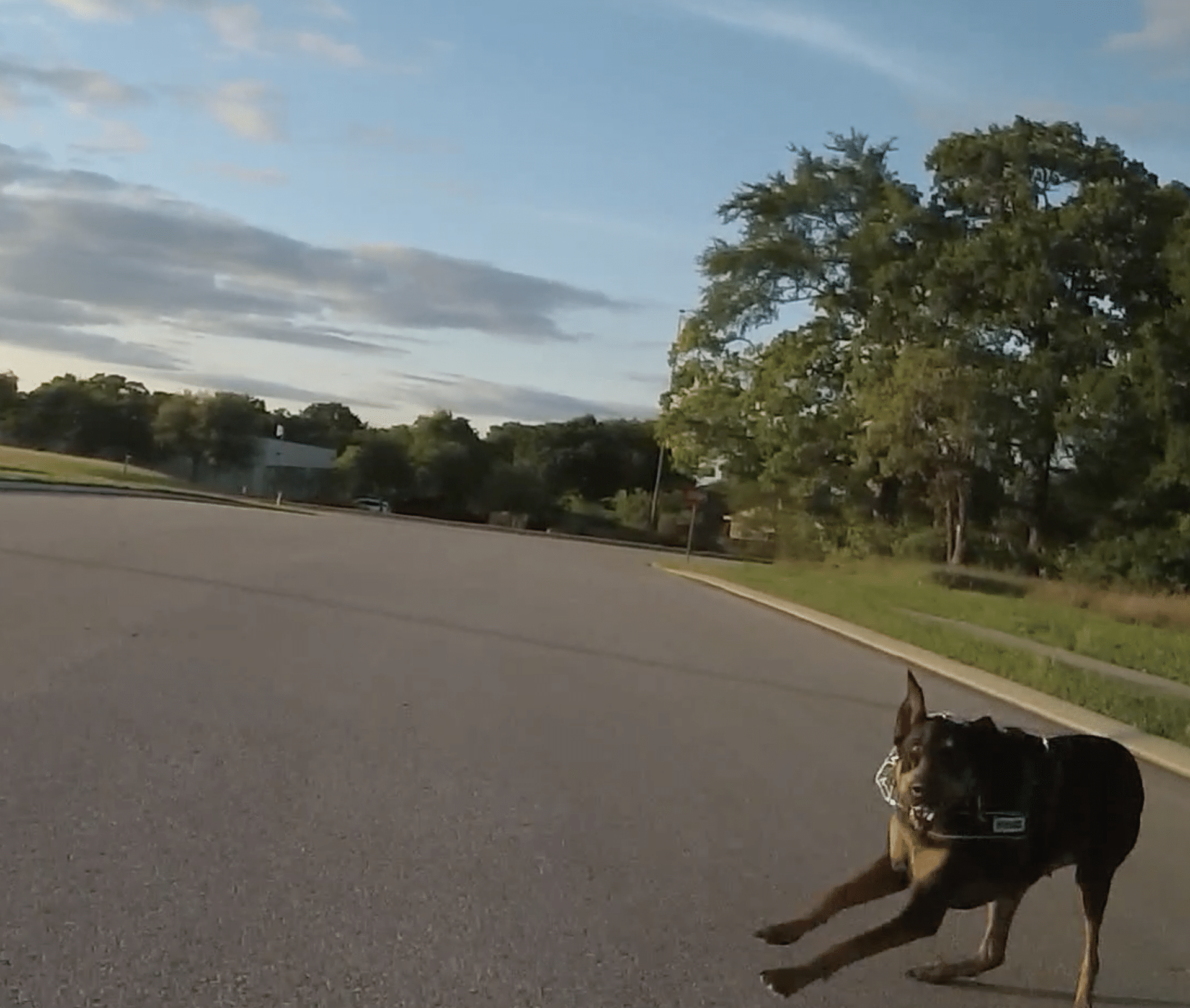 Unleashed dog attacks cyclist