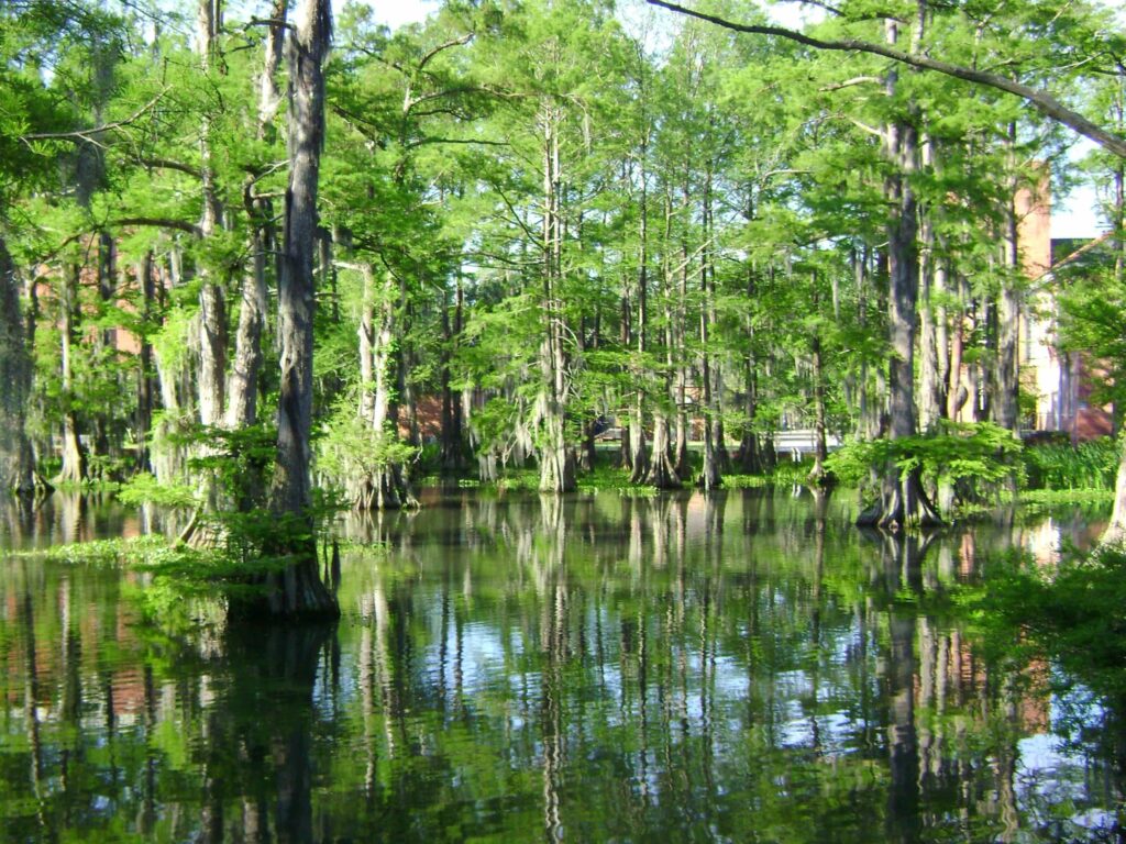 Lafayette swamp